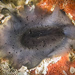 Scutus unguis